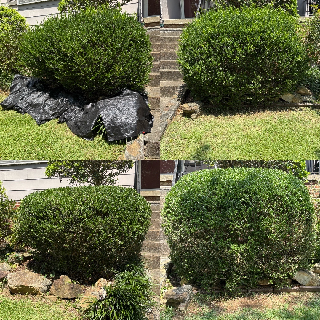 Hedge trimming project